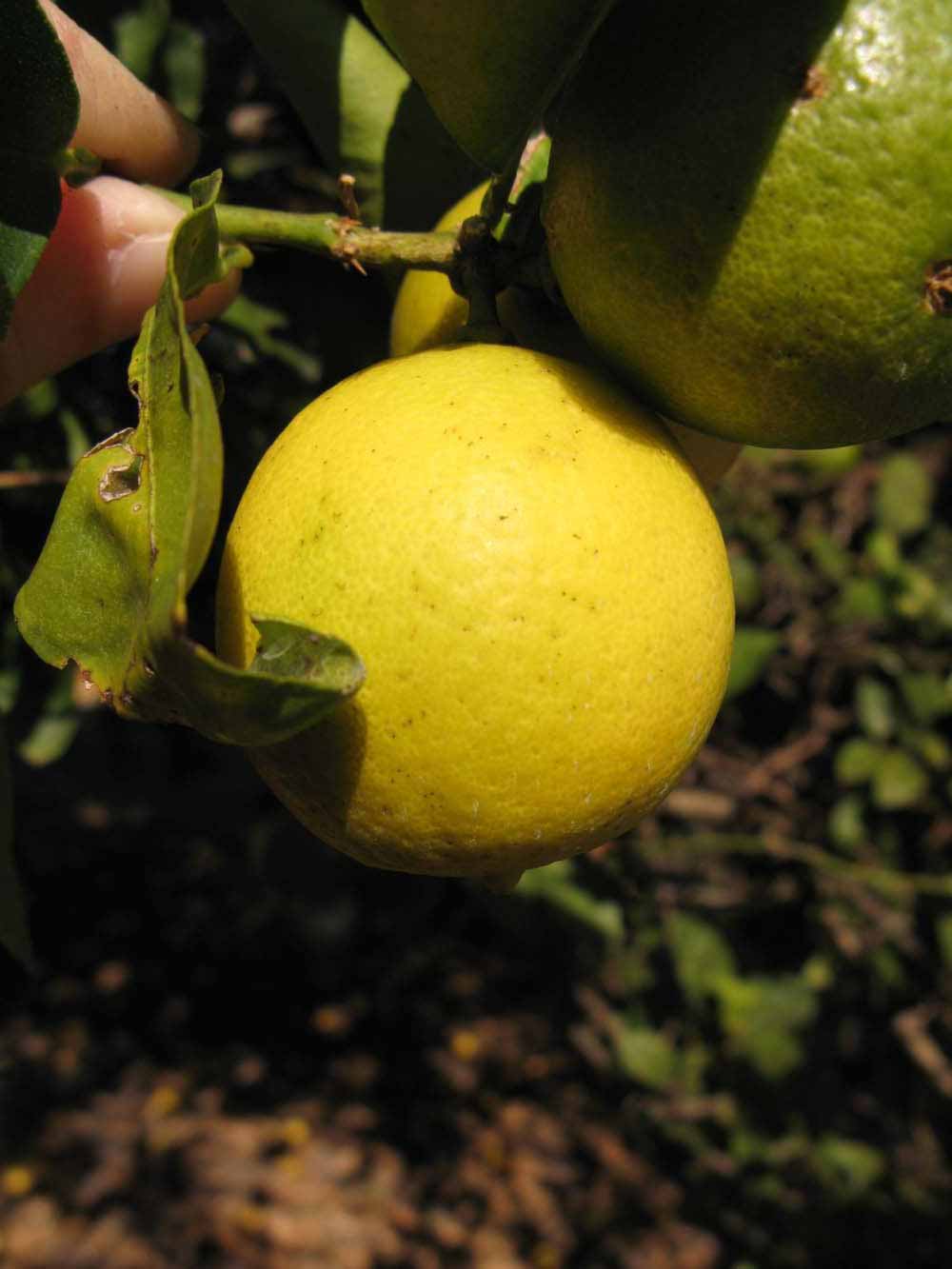            Fruit (Key, Winter Haven, FL)   